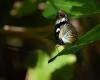 239724 – Photo : Mael De maisonneuve – Mayotte
